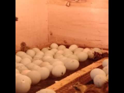Telur bebek menetas umur 25 hr - YouTube