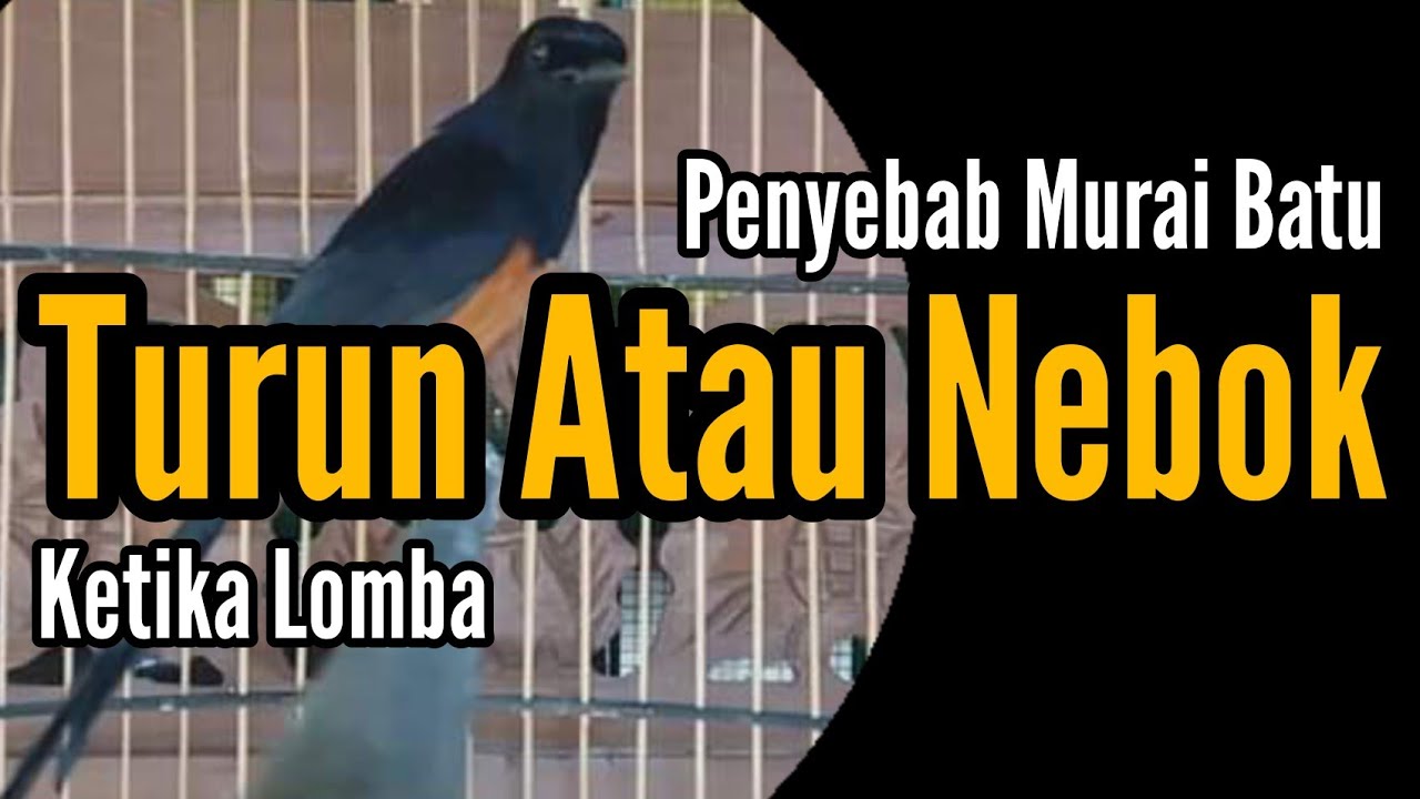 Penyebab Murai Batu Nebok / Turun Kedasar Pas Lomba | Bengkel Murai Batu