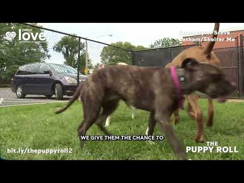 🐾 Meet Dogs Playing for Life, the real-world heroes behind The Puppy Roll 2! 💖