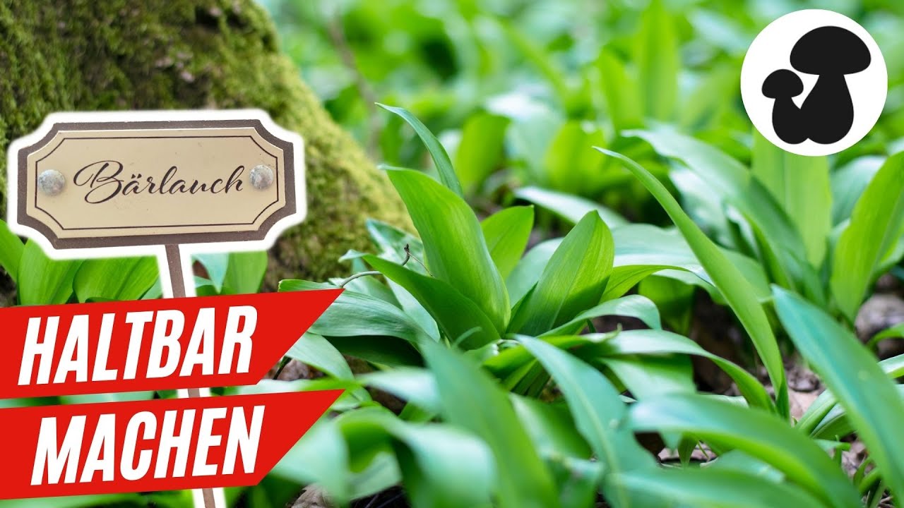 Bärlauch haltbar machen | 10 einfache Varianten 🌱