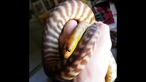 Woma Python Handling