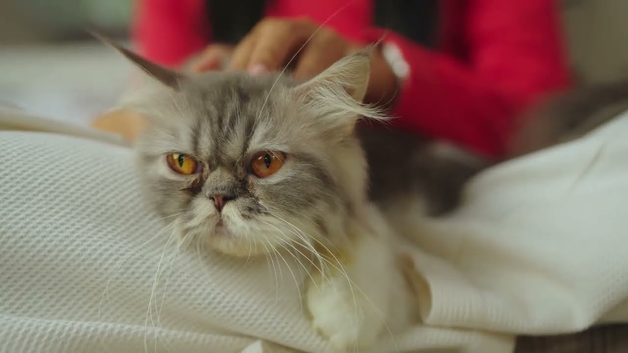 Relaxing Music for Dogs and Cats 🐶🐱 Calm Anxiety & Stress