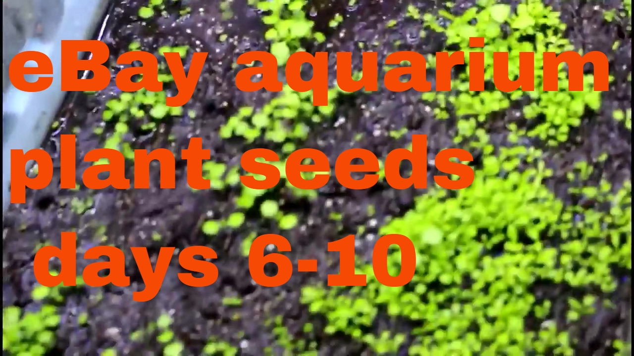 ebay live aquarium plant seeds days 610 PART 3 Glossostigma YouTube