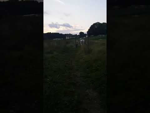 Электропастух. В действии