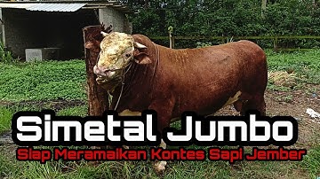 Simetal Jumbo Siap Meramaikan Kontes Sapi Jember ‼️ Sapi Koleksi Kandang Pring Trisula