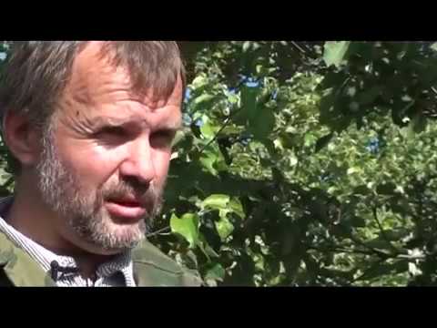 Травовед. Крапива. Рассказывает Моряков Сергей Викторович