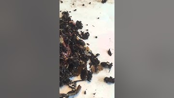 Separating worms from casting using the light method.