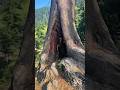 THE GREAT TREE HOLE: A Natural Marvel that Will Leave You Speechless #treehole #nature #wanderlust"