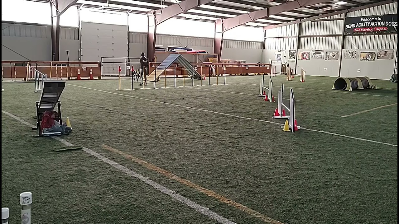 Agility practice one-year old Olive sticking back leg out to hit the A-frame target -- 12 22