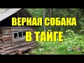 ВЕРНАЯ ОХОТНИЧЬЯ СОБАКА | ЖИЗНЬ В ТАЙГЕ