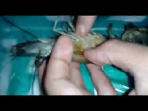 Shrimp External Anatomy - YouTube