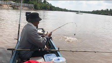 Câu Cá Ngát Sông _ Quá Nhiều Cá Ở Bến Câu Nầy | Săn Bắt Ba Vát | #76