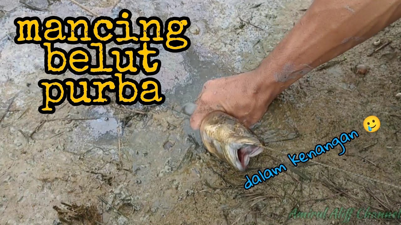 #EP541 Akan Ku Cari Sampai Ke Lubang Belut - mancing belut di parit semakin mengering