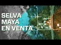 La selva maya está en venta