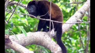 Flora y fauna del Perú