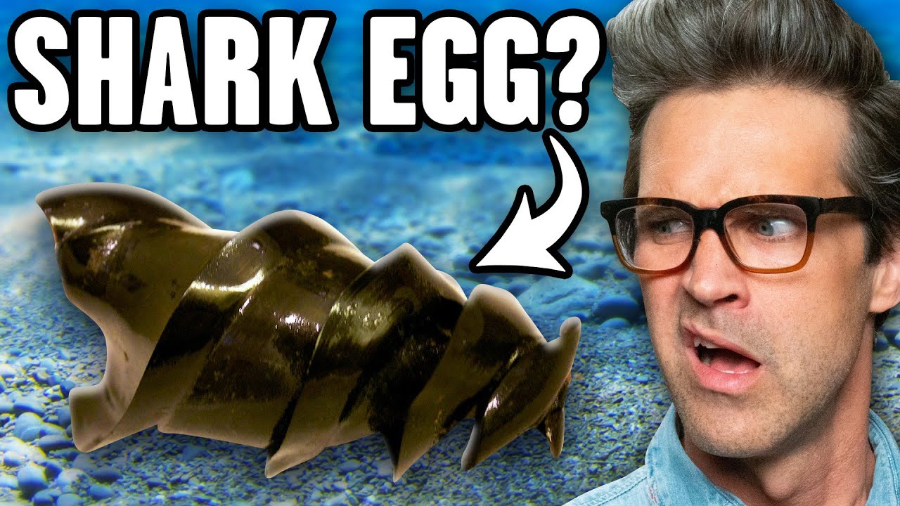 What Weird Animal Egg Is This?