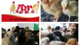 Comercializadora De Pollas Y Pollas Pollitos Santander