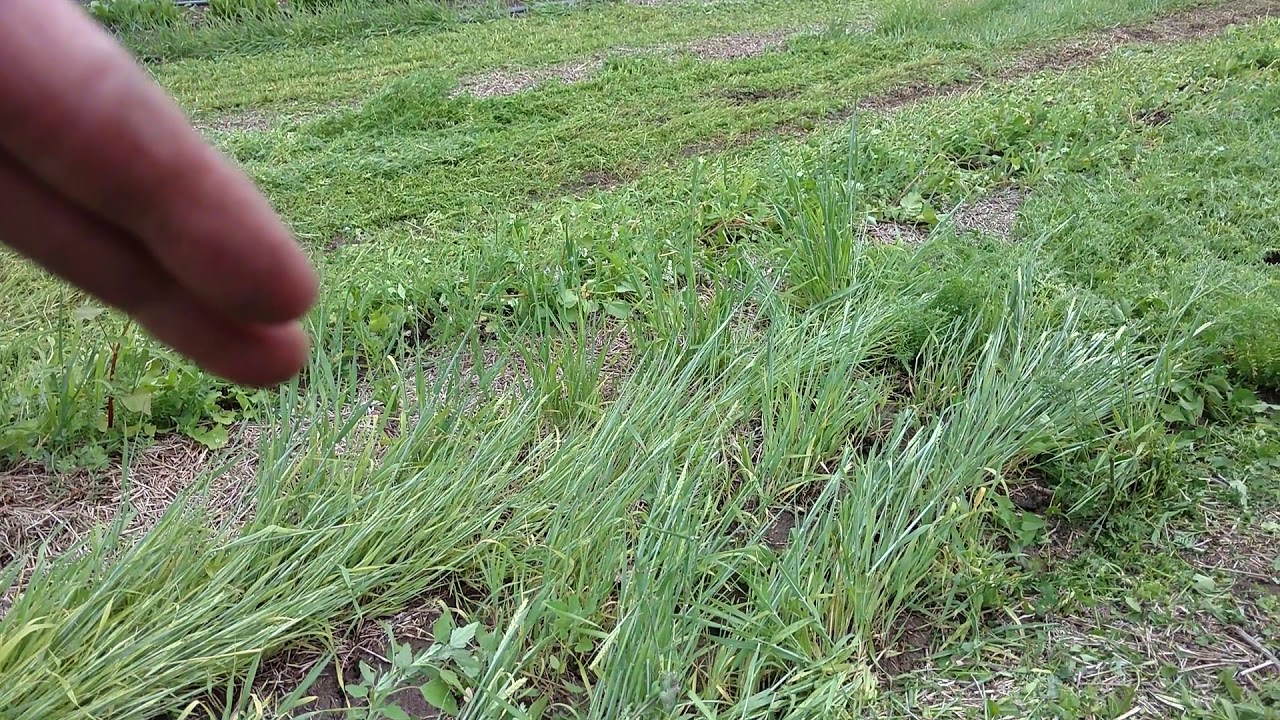 What happens when you  crimp spring planted cover crops? A overview