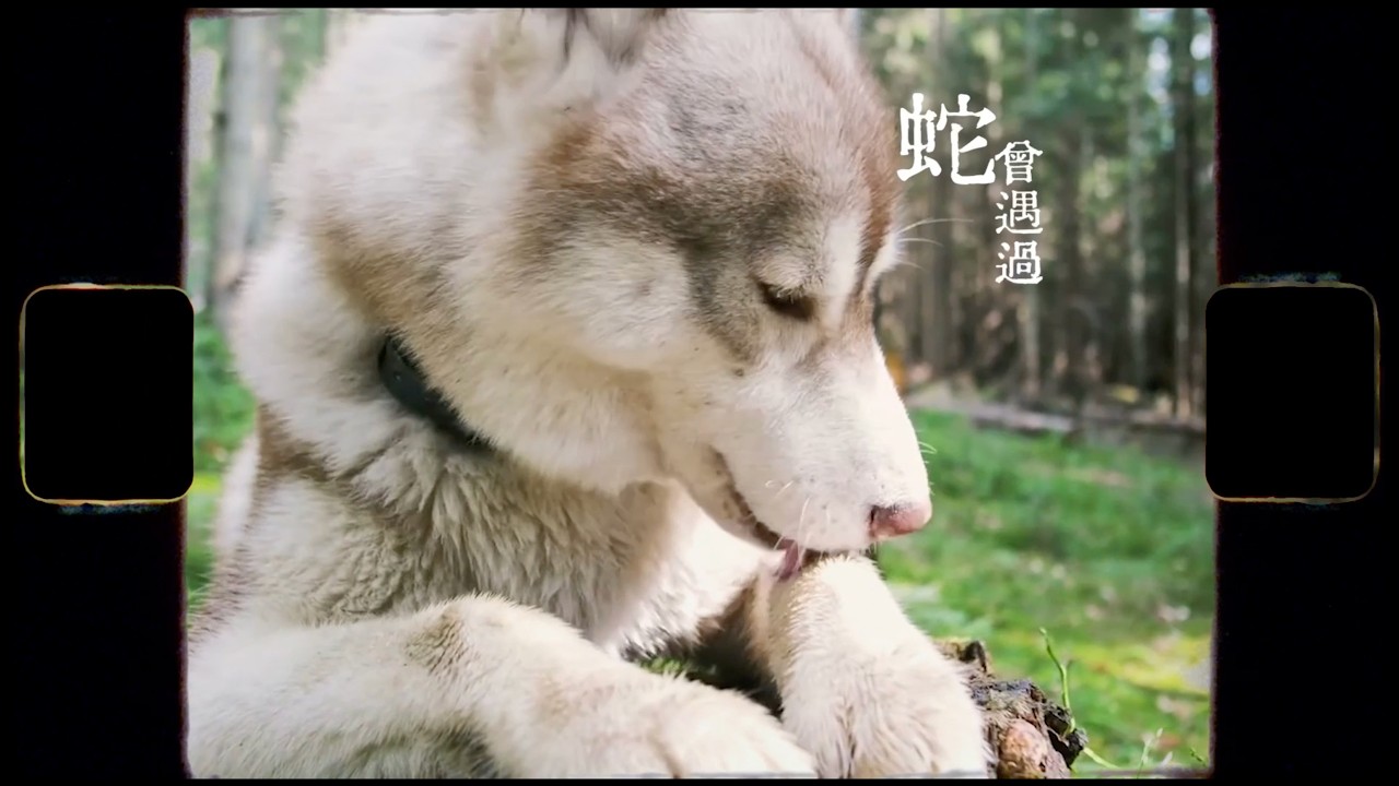 ヨルシカ - へび Snake 粵語翻唱