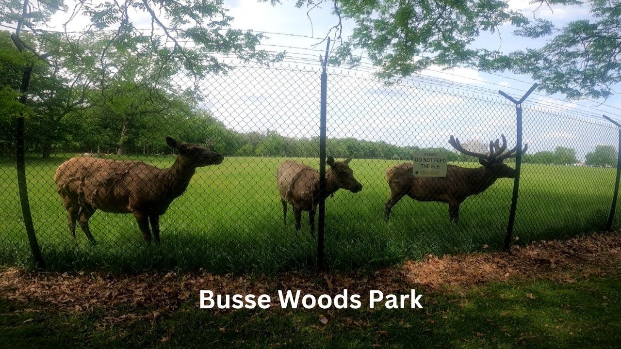 Busse Woods Park in ELK Grove Villages illinois YouTube