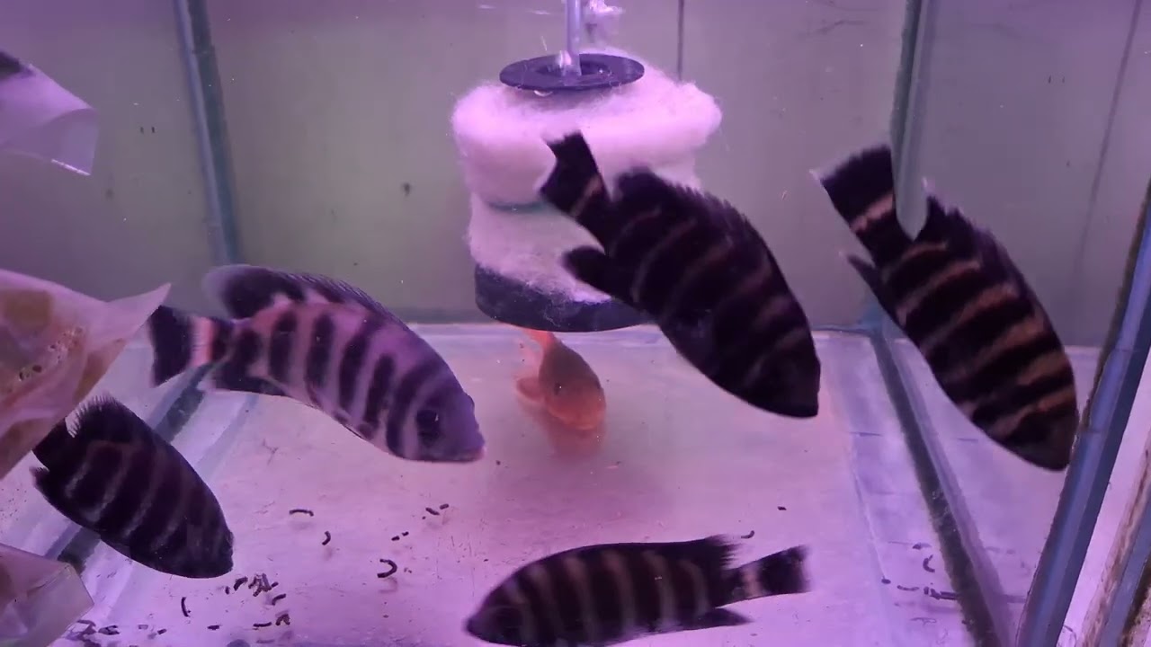 Tham quan tiệm cá cảnh mai hương ngay chân cầu nhị thiên đường đủ loại cá đẹp.