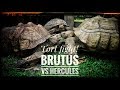 Moving Hercules the GIANT Sulcata