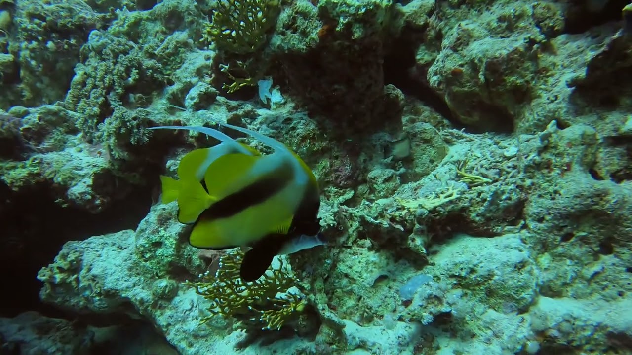 Red Sea bannerfish .