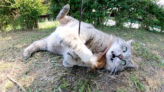 猫じゃらしを使っておデブな猫を運動させようとした結果・・・