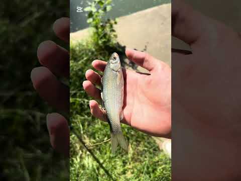 🔥 Apertura al Cavedano: 1° Maggio da Sogno! 🎣