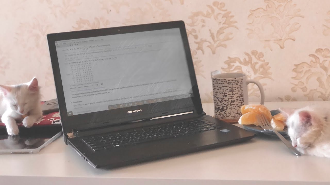 3 month old Kittens first time wearing collars and eating croissant. sniffing,playing and sleeping,