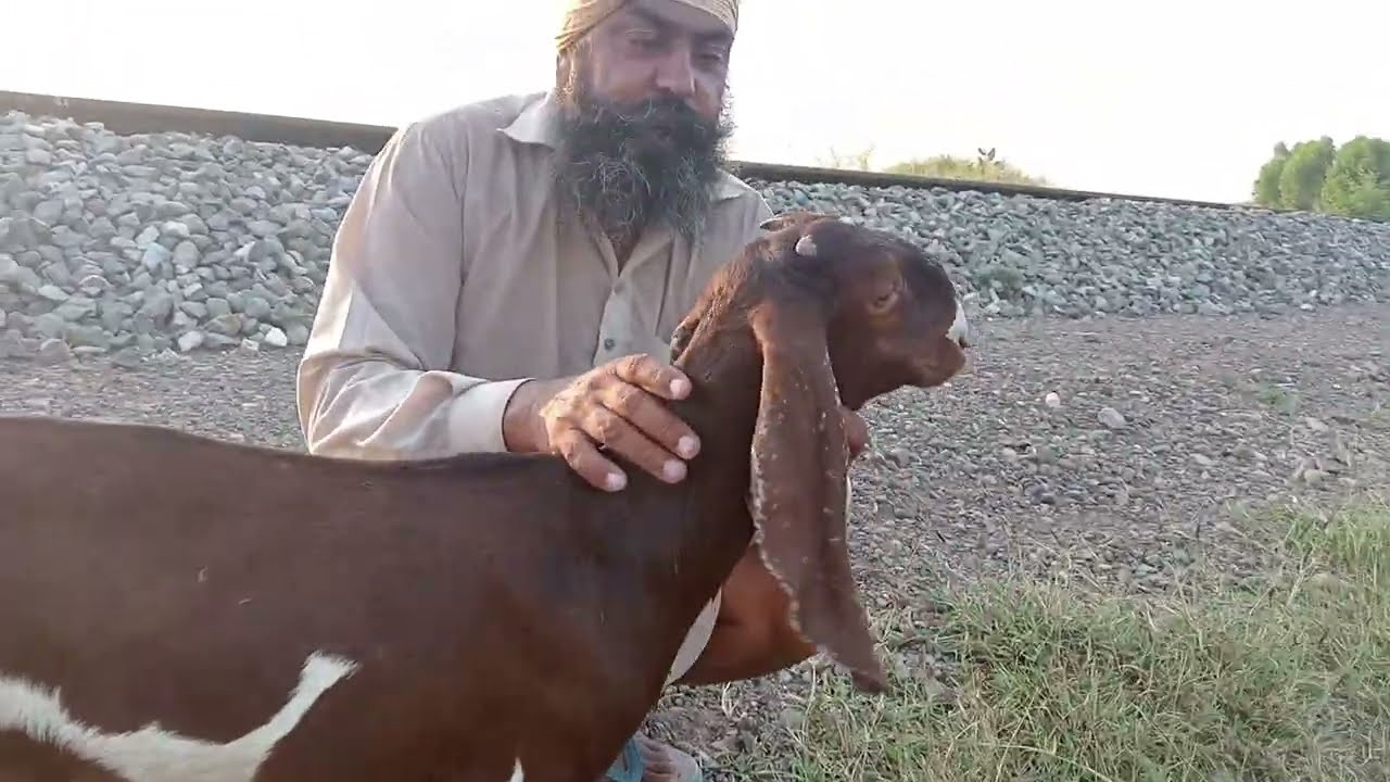 ਗਾਵਾ ਵਰਗੀਆ ਬਕਰੀਆ  ਦੇਖੋ ਤੇ ਖਰੀਦੋ |ਲੈਣ ਵਾਲਾ ਲੈਜੂ ਦੇਖਣ ਵਾਲਾ ਰੈਜੂ 😯👌 @chahalgoatfarm  #gaot #goatsale