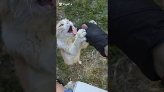 We help homeless cats🥹#cat #street #live #love #help #food #alone #animals #sad #cute #beautiful