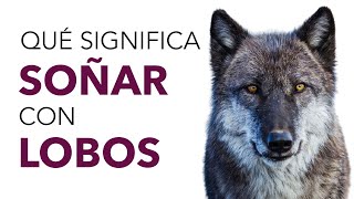 Qué significa SOÑAR con LOBOS ✨🐺 ¿Qué significado tiene este sueño?