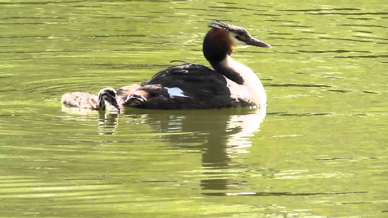 Grebe chick on parent's back