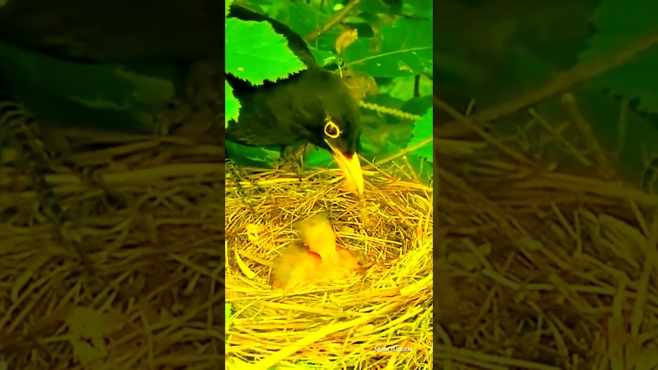 Mother feeding beautiful baby birds nest||Musa plus am||