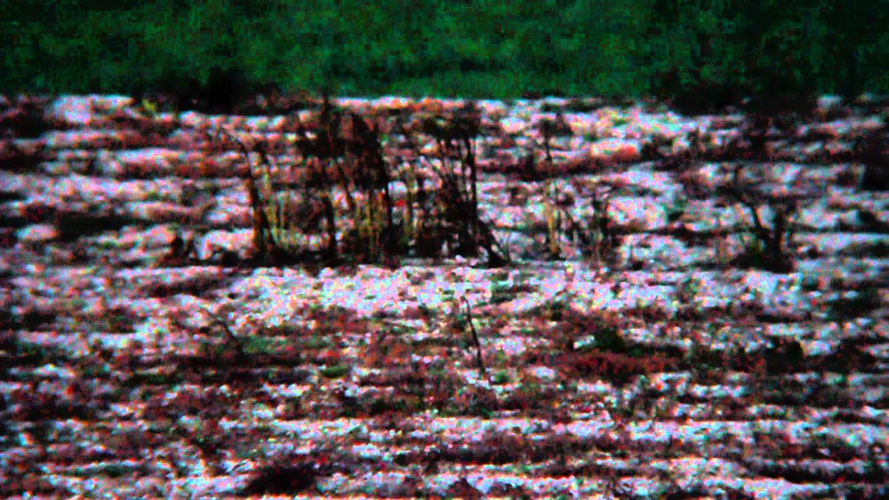 Grey Partridge (perdix perdix) 