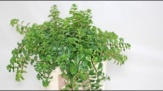 Sedum makinoi - Fetthenne, Stonecrop