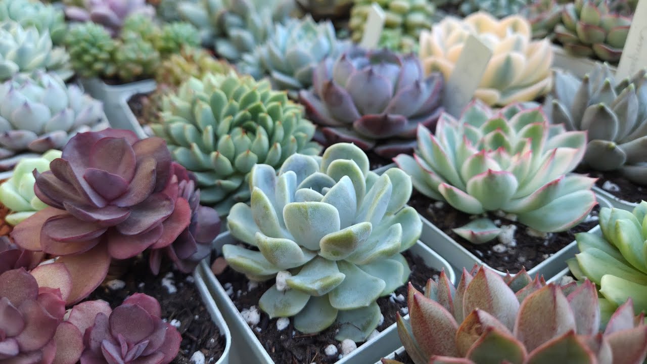 “Mais Espaço + Beleza 😍 | Replantando Suculentas em Vasos Quadrados” #dicas