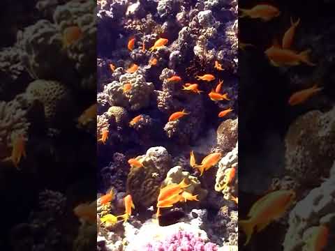 الأسماك المرجانية أو أسماك الشعاب المرجانية أسماك 