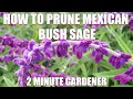 How to prune Mexican Bush Sage