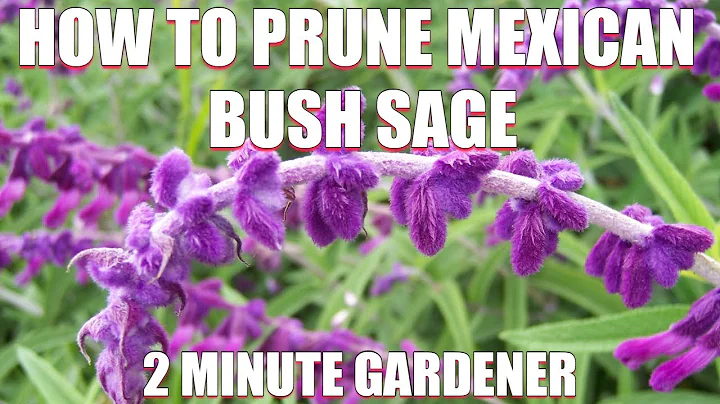 How to prune Mexican Bush Sage