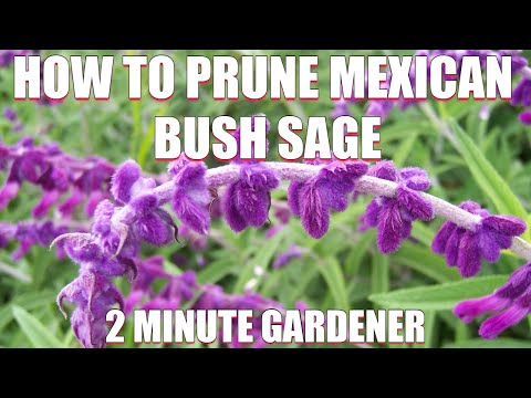 Vídeo: Growing Mexican Bush Sage: quan plantar Mexican Bush Sage