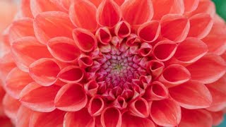 Beautiful Dahlia flowers | Usa Amazing flowers 2024 by FAMILY VIDEO 53 views 3 months ago 9 minutes, 7 seconds
