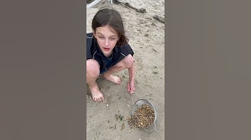Shark Tooth Hunting at Calvert Cliffs, Maryland