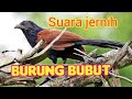 Suara pikat burung BUBUT minyaknya yang punya banyak manfaat