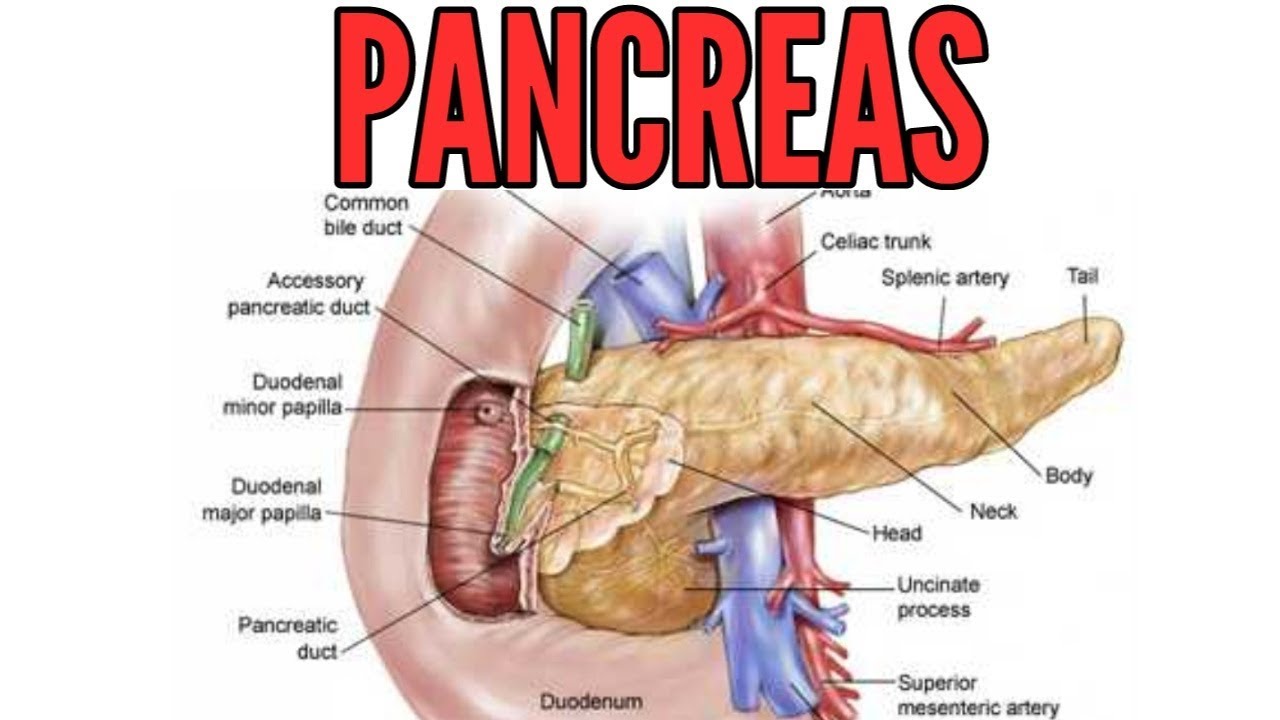 Pancreas: all hormones and their functions - YouTube