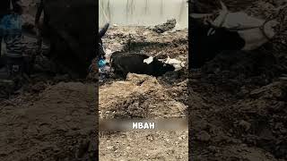 Пастух рисковал жизнью ради МИЛКИ 😳🔥🐄