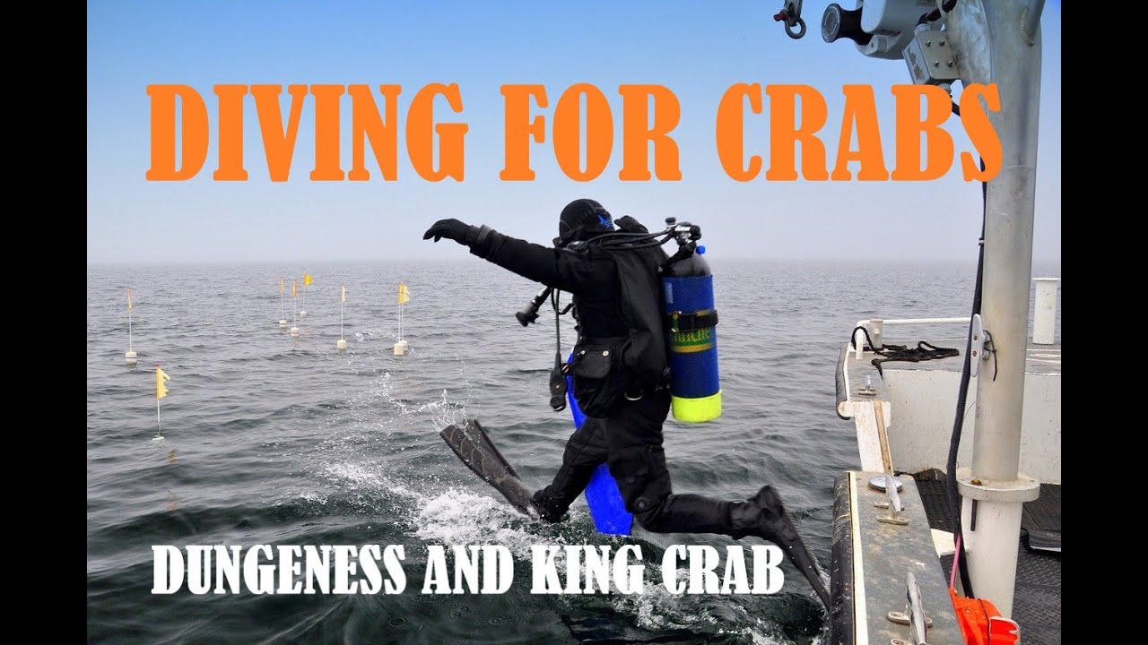 Scuba Diving For Dungeness Crab & King Crab in Frigid Waters. YouTube