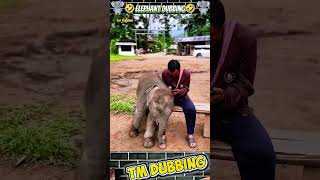 elephant atrocitie fundubs 🐘🤣 #animaldubbingvideos #funny #comedydub #elephant #dog #shortsfeed