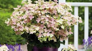 Athlete Statistics Telegraph Garden Shop - Product Of The Week - Hydrangea Polestar